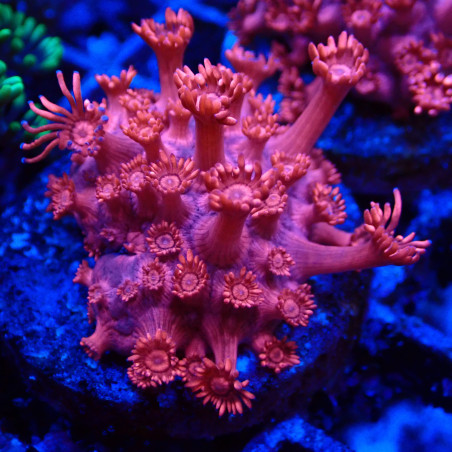 Goniopora Rouge 05 WYSIWYG