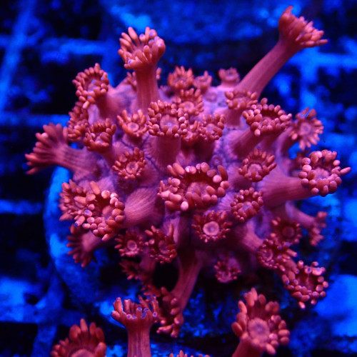 Goniopora Rouge 06 WYSIWYG