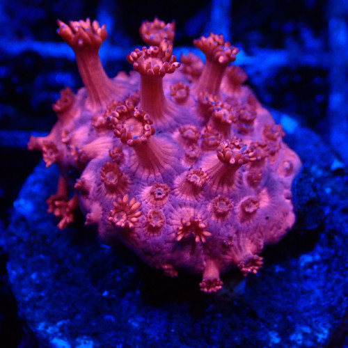 Goniopora Rouge 07 WYSIWYG