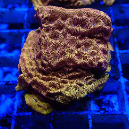 Leptoseris orange 02 WYSIWYG