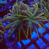 Euphyllia Glabrescens S2 WYSIWYG