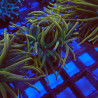 Euphyllia Glabrescens S3 WYSIWYG