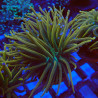 Euphyllia Glabrescens S4 WYSIWYG