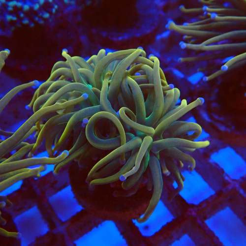 Euphyllia Glabrescens S5 WYSIWYG