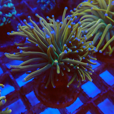 Euphyllia Glabrescens S6 WYSIWYG