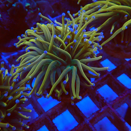 Euphyllia Glabrescens S7 WYSIWYG