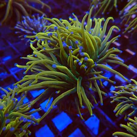 Euphyllia Glabrescens S8 WYSIWYG