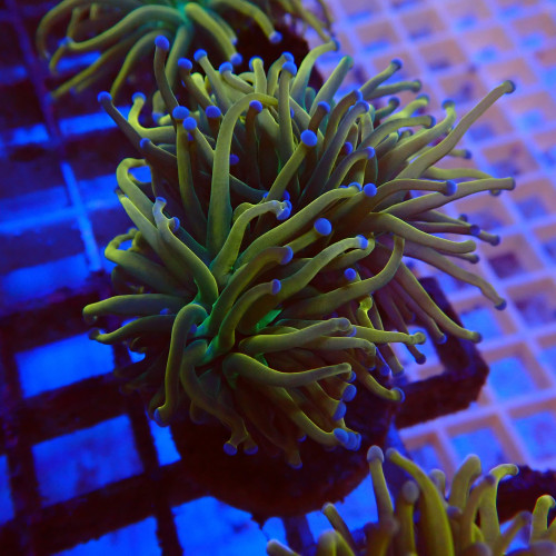 Euphyllia Glabrescens S9 WYSIWYG