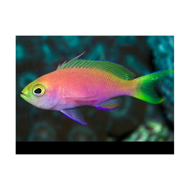 Pseudanthias pulcherrimus