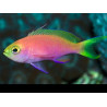Pseudanthias pulcherrimus