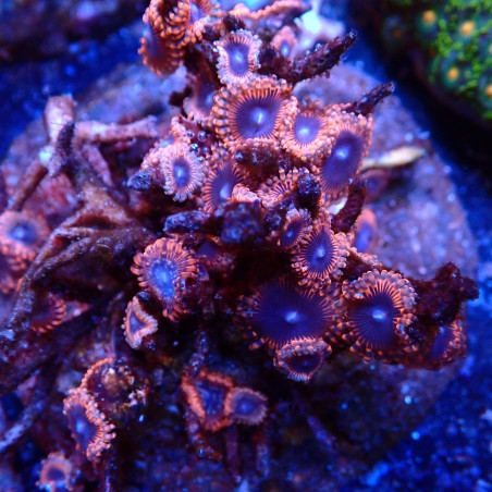Zoanthus WYSIWYG