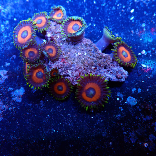 Zoanthus WYSIWYG