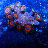 Zoanthus WYSIWYG