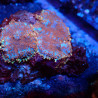 Discosoma WYSIWYG