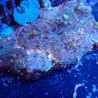 Discosoma WYSIWYG