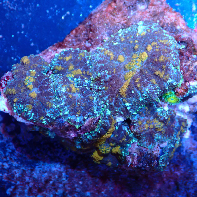 Discosoma WYSIWYG