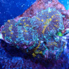Discosoma WYSIWYG