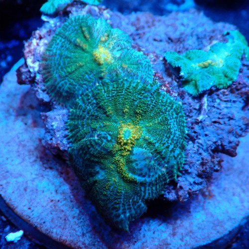 Discosoma WYSIWYG