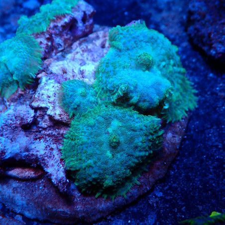 Discosoma WYSIWYG