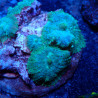 Discosoma WYSIWYG
