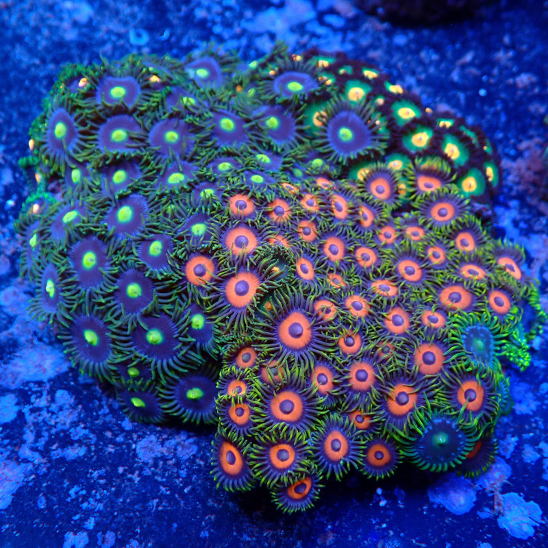 Zoanthus combo WYSIWYG
