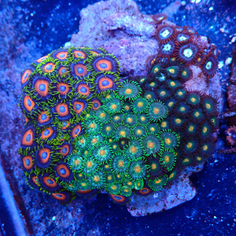Zoanthus combo WYSIWYG
