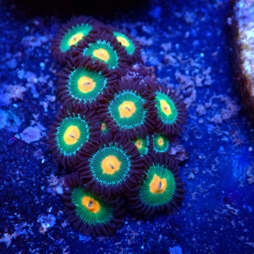 Zoanthus WYSIWYG