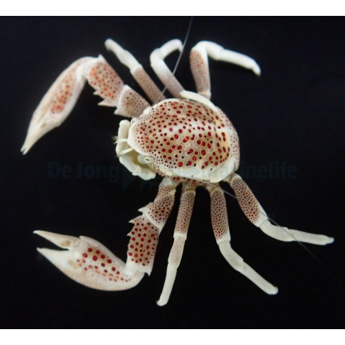 Neopetrolisthes oshimai