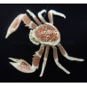 Neopetrolisthes oshimai