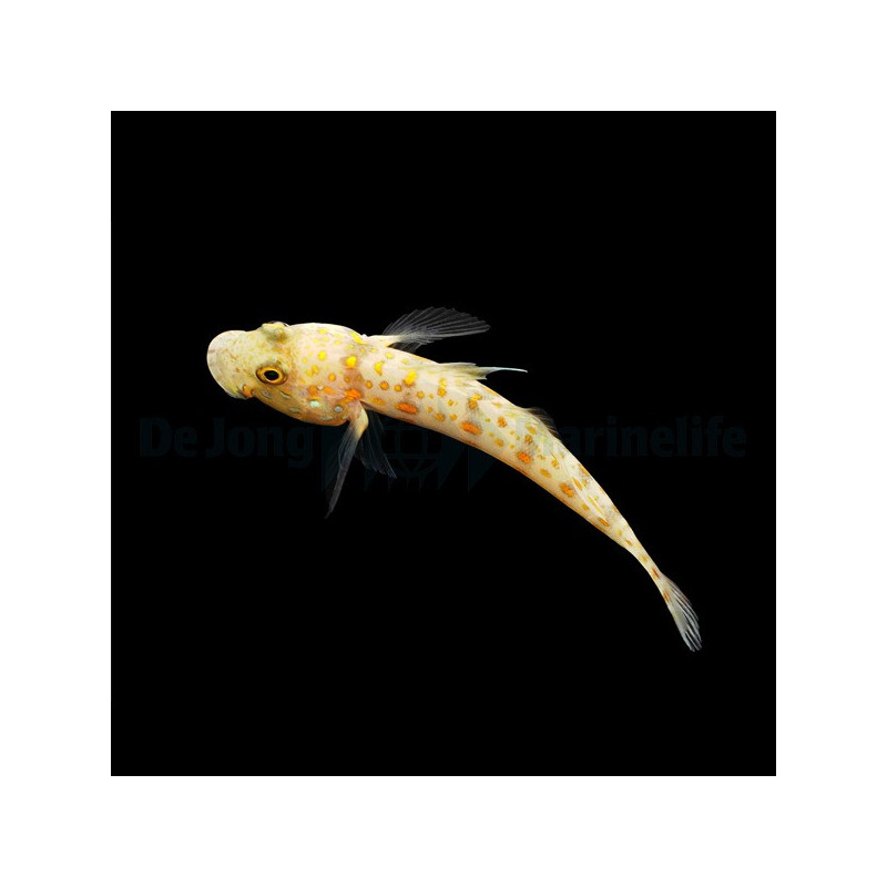 Valenciennea puellaris