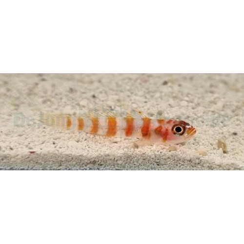 Trimma cana