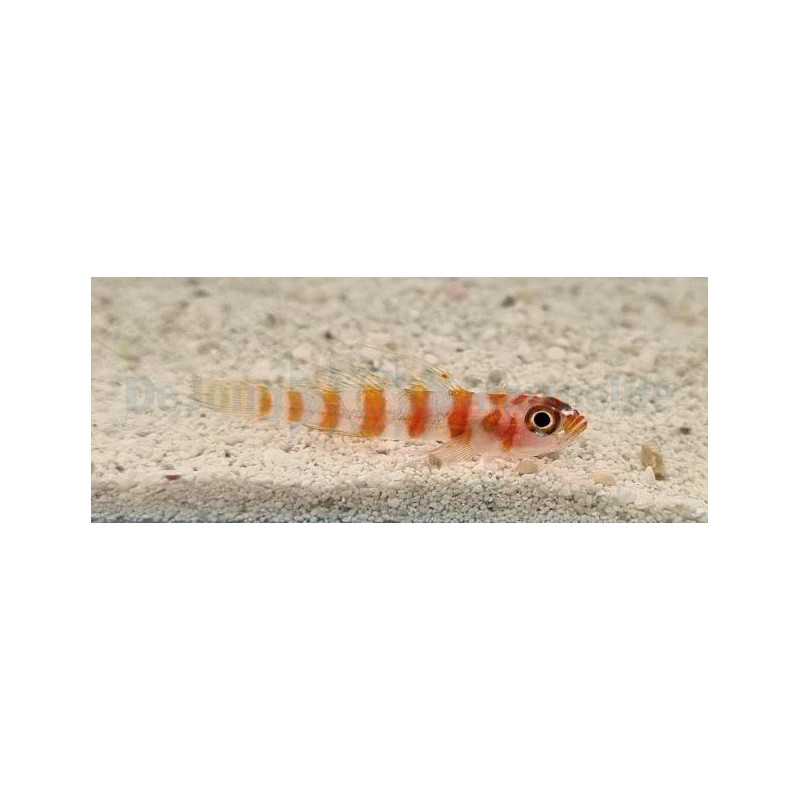 Trimma cana
