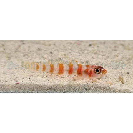 Trimma cana