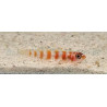 Trimma cana