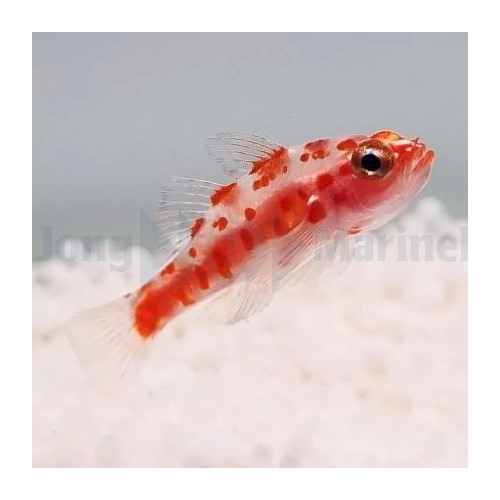 Trimma rubromaculatus