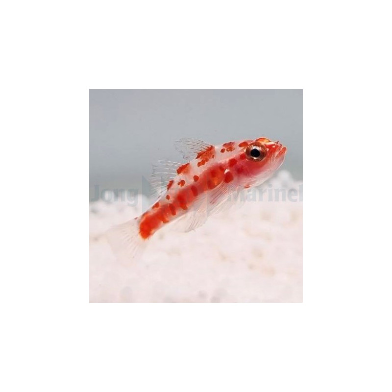 Trimma rubromaculatus