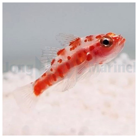 Trimma rubromaculatus