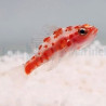 Trimma rubromaculatus