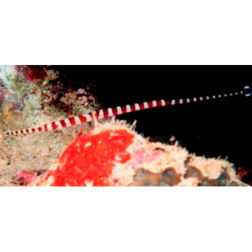Dunckerocampus multiannulatus