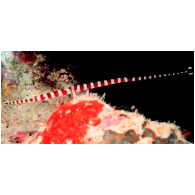 Dunckerocampus multiannulatus