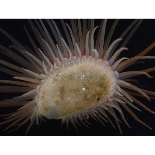 Limaria hakodatensis 2-3cm
