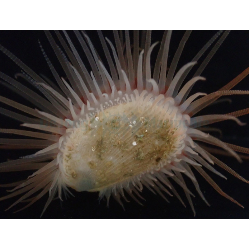 Limaria hakodatensis 2-3cm