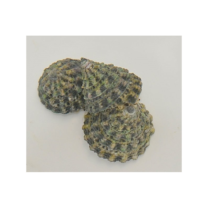 Tectus pyramis