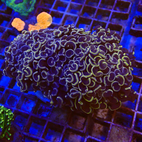 Euphyllia Ancora WYSIWYG