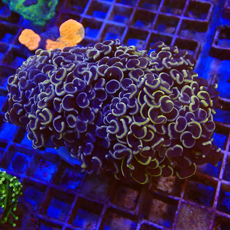 Euphyllia Ancora WYSIWYG