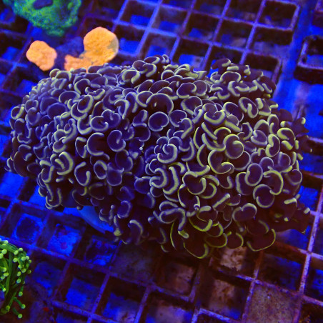 Euphyllia Ancora WYSIWYG