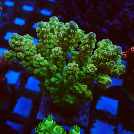 Acropora Florida WYSIWYG