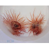 Limaria hakodatensis 5-7cm