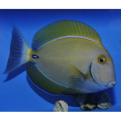 Acanthurus dussumieri 4-5cm