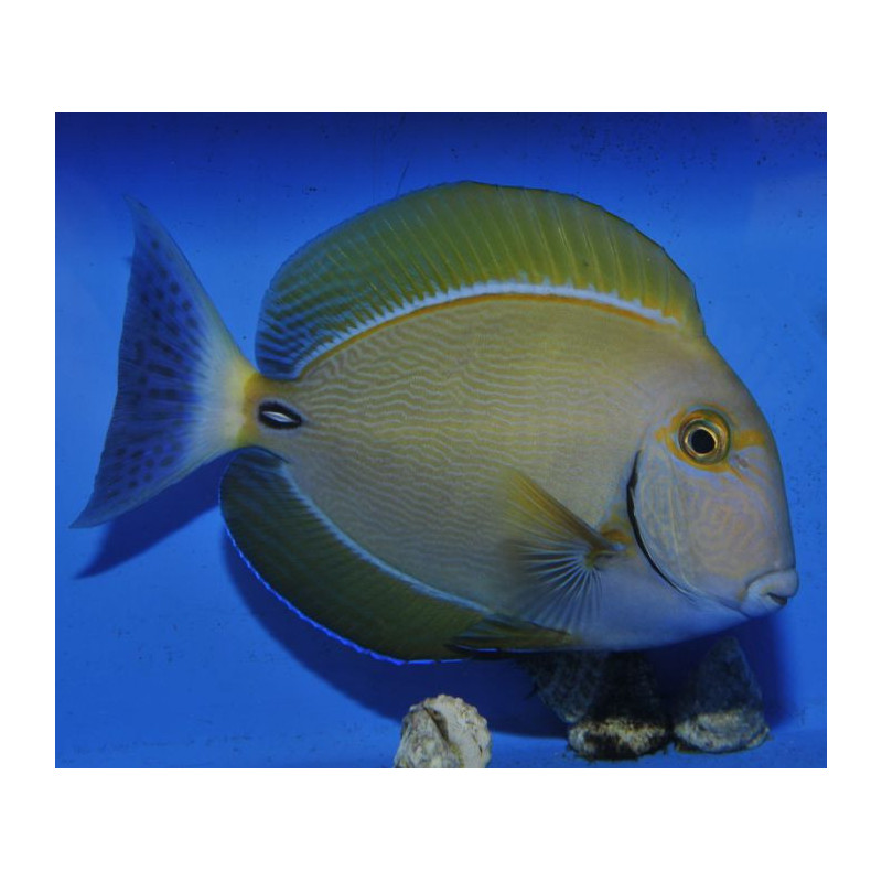 Acanthurus dussumieri 4-5cm